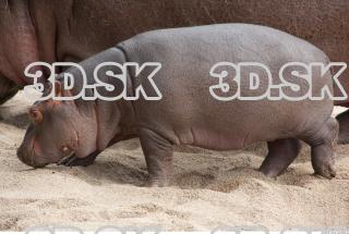Hippo baby 0020